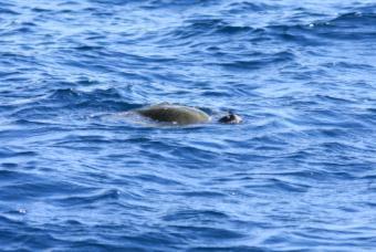 Vi såg ett utblås och när vi närmade oss platsen kunde vi konstatera att där fanns två stycken Spinner Dolphin Stenella longirostris valar, en hona med unge.