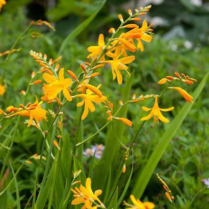 Crocosmia 32 Superglow 10 25:- 60 cm.