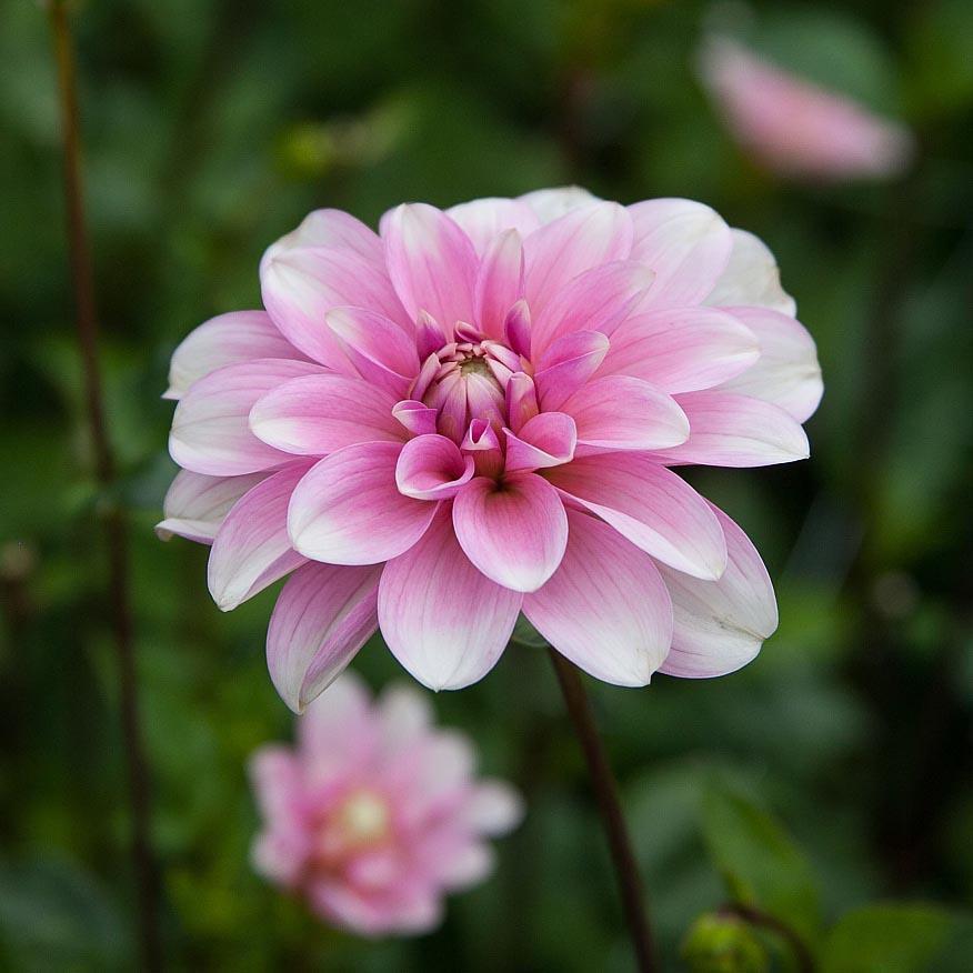 Har ett rosa hjärta som går över I vitt på kronb laden.