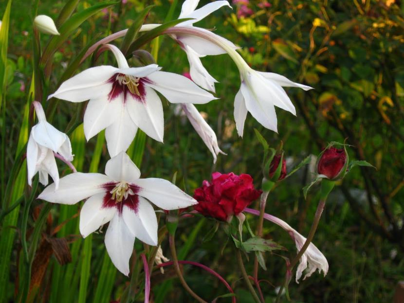 Doftlilja 16 Acidanthera bicolor 10 20:-