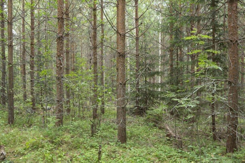 Lågvuxet lövuppslag är endast en liten olägenhet, speciellt i vintertida