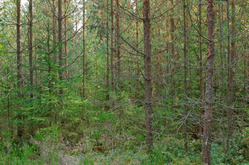 Förröjning behövs i : Oskötta bestånd Bestånd som har lämnats för täta i röjningen. Bestånd där plantskogsvården har gjorts för tidigt och lett till efterföljande riklig skottbildning.