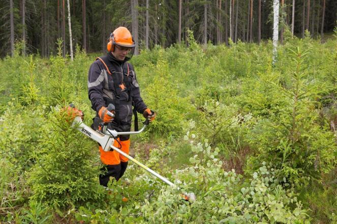 Erkki Oksanen/Luke Vid vård av ungskog är ett typiskt uttag 10 000 15