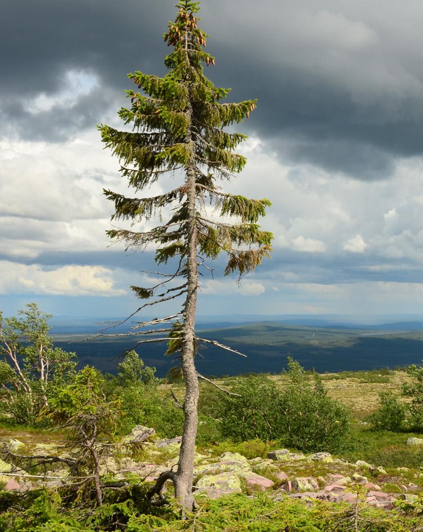 Det anammade Jarle Mosshäll, som är grundaren och konstruktören för 3-visions revolutionerande byggsystem.