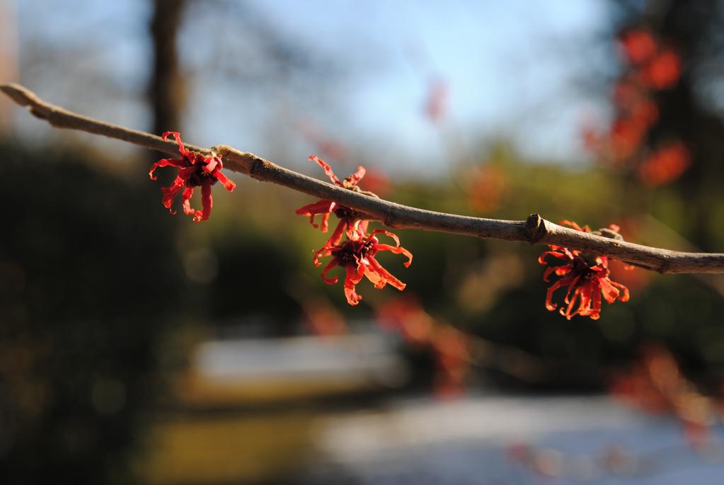 vintergrönt men också tidiga lökar, vinterblommande perenner som julrosor, gräs m.m. Gräs och perenner som står kvar under vintern nämns också som intressant och viktigt av de andra deltagarna.