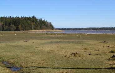 Våmedet Det yttre strandängspartiet söder om vägen (och egentligen även området norr om