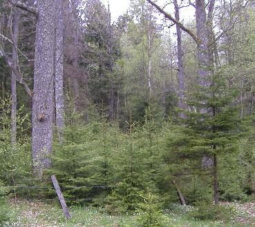 Gallra i Gårdsnässkogen Varför? Skogens sydliga delar har ett rikt bestånd av gamla ekar, och där framförallt granen håller på att ta överhand.