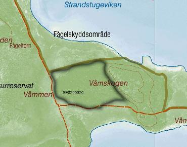 Ta bort skog helt och hållet i Våmskogen Varför? För att skapa en större öppen sammanhängande betesyta mellan Aftonfalksängen och mot fågelskyddsområdet vid Tornmaden.