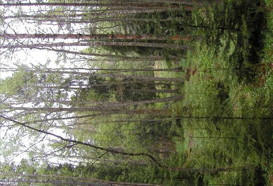 Del av Snäckviksskogen i dag.