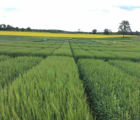 LANTMÄNNEN AGRO FÖRSÖKSGÅRD Forskningen fortsätter på Lantmännen Agro försöksgården Hösten förde också med sig reformer i försöksverksamheten.