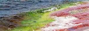 Helsingforskommissionen, HELCOM, har ett tufft uppdrag. Drygt 1 miljon ton kväve som oxider deponeras årligen i Östersjön.