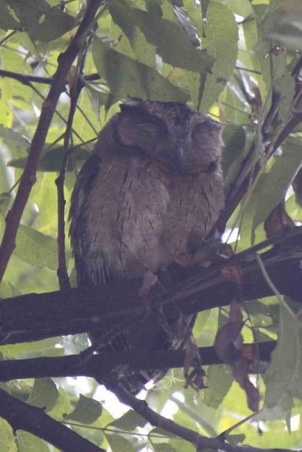 stolpar satt Indian Rollers och pjäsiga Malabar Hornbills. Vi gjorde stopp för late morning tea på hotellet vid passet Ella Gap, 1041 m.ö.h. Fantastisk utsikt och i trädgården myllrade det av färgglada gäster till två bröllopsföljen.