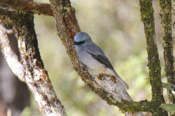 Dull Blue Flycatcher, Horton Plains Vi stannade sedan till vid ett ställe intill en större göl där en bäck löper längs med vägen. Där provade vi att spela på visseltrasten.