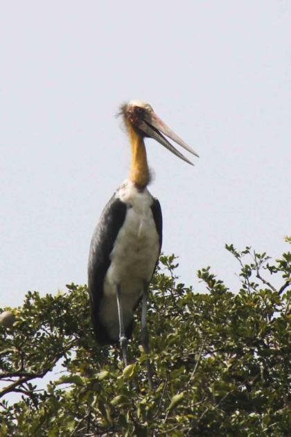 Black-crowned Night-heron Nycticorax nycticorax 5 ex Yala NP 12/3.