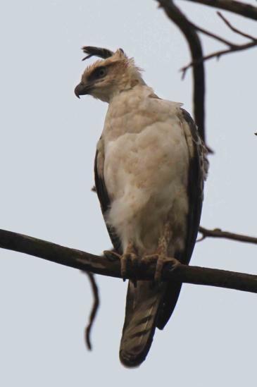 Oriental (Crested) Honey Buzzard Pernis ptilorhynchus ruficollis (Tofsbivråk) 2 ex Kitulgala Forest reserve 8/3, 3 ex Udawalawe 11/3.