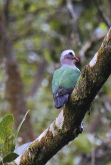 Emerald Dove Orange-breasted Pigeon Green Imperial Pigeon Ducula aenea pusilla 2 ex Kitulgala Forest