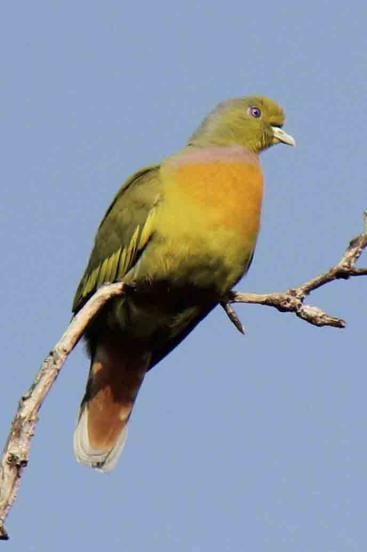 Rose-ringed Parakeet Psittacula krameri manillensis (Halsbandsparakit) >25 ex Udawalawe NP 11/3, >50 ex