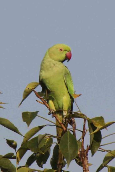 Layard s Parakeet Psittacula calthropae 1 ex Kitulgala Forest reserve 8/3, 4 ex Kitulgala Forest reserve