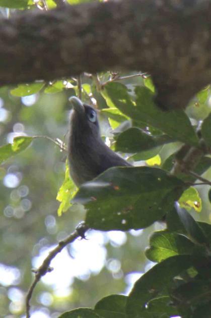 Serendib Scops Owl Otus thilohoffmanni 1 hane på dagkvist Sinharaja NP 10/3. Endem. Indian Scops Owl Otus bakkamoena bakkamoena (Indisk kragdvärguv) 1 ex på dagkvist utanför Tissa 13/3.