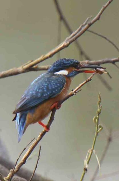 Common Kingfisher Pied Kingfisher Stork-billed Kingfisher Pelargopsis capensis capensis 1 ex