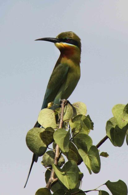 Little Green Bee-eater Blue-tailed Bee-eater Blue-tailed Bee-eater Merops philippinus 2 ex