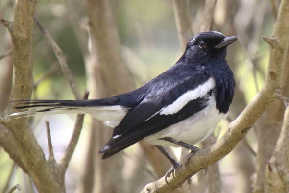 Oriental Magpie Robin Brown-breasted Flycatcher Tickell s Blue Flycatcher Cyornis tickelliae jerdoni 8 ex Kitulgala Forest reserve 8-9/3, 1 ex Siraya