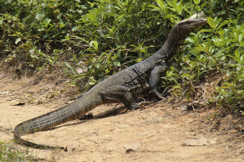 REPTILE LIST Mugger (Marsh Crocodile) Crocodylus palustris (Kärrkrokodil) 2 ex Udawalawe NP 11/3, 1 ex Yala NP 12/3.
