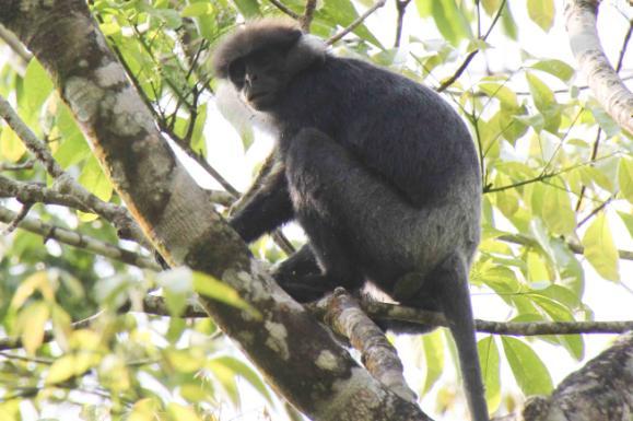 bobygge 2½ meter upp i en buske. Dagen avslutades med en god femrätters middag med knaprigt, salt och gott papadambröd, allt nersköljt med Sri Lanka-ölet Lion. studenterna kl 10.00 när de är på plats.