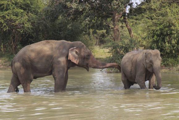 Land och Water Monitor observerades. Vi hade här också resans enda Asian Koel. Asian Elephant, Udawalawe Önskade man få stopp på ekipaget var det bara att knacka på jeepflakets metallram.