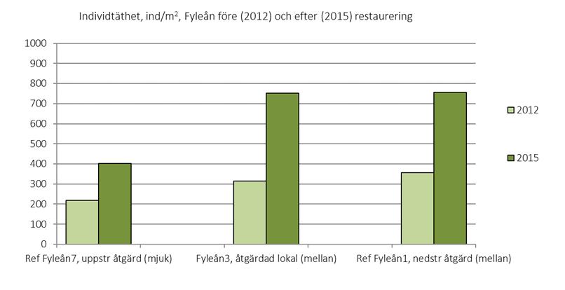 Figur 13. Individtäthet per kvadratmeter i Fyleån 2012 före restaureringen (ljusgröna staplar) och 2015 efter restaureringen (mörkgröna staplar).