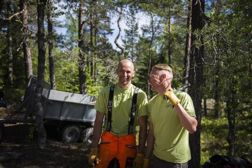 Virket är träd som fällts under stormar och den tryckimpregnerade spången längs Tarzanstigen är av miljövänlig sort.