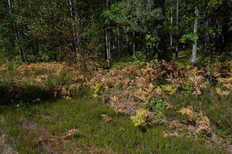 Tyvärr har de höga temperaturerna tillsammans med åska och blixtnedslag resulterat i en mängd skogsbränder inte bara i Sverige utan runt om i