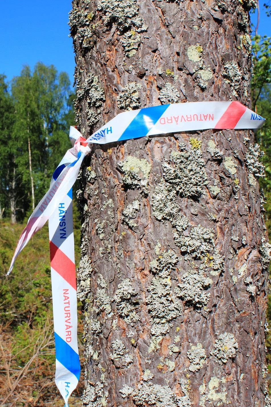 PEFC SWE 002 INNEHÅLL Kapitel 5: Miljöstandard 4.1 Hänsyn till sciala värden, rekreatin ch friluftsliv 4.2 Landsbygdsutveckling 4.3 Skgsbruk ch rennäring 4.