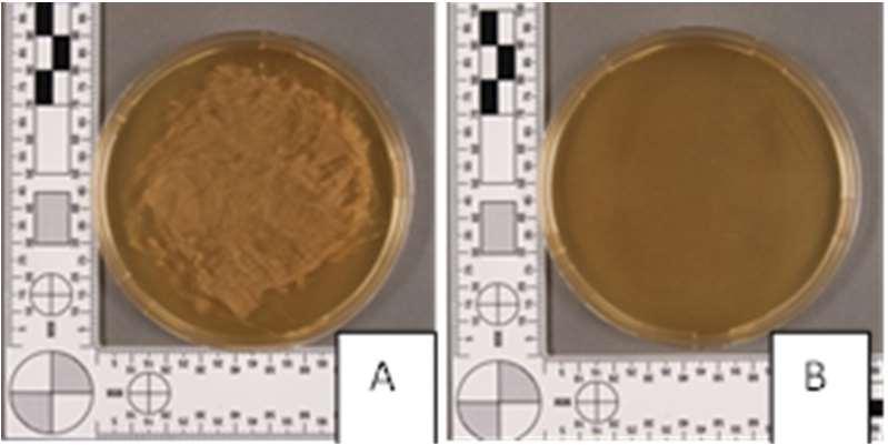 Amplifiable non-infectious DNA was