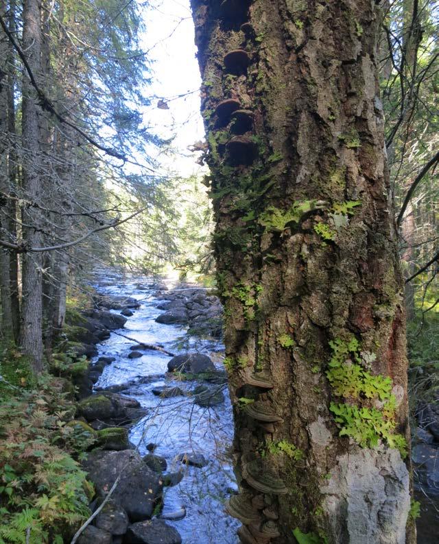 5 / 9 PLANDEL Skötsel och förvaltning av naturreservatets natur- och kulturvärden Naturreservatet är indelat i två skötselområden (A + B). Skötselområde A. Mindre vattendrag. Areal 2,6 hektar.