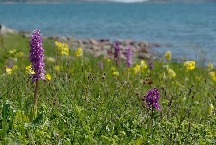 Hösten är hamlingstid för oss. Inte helt optimalt, men det fungerar. Södra stranden på Senskär i början av november 2010. Utan skötsel, ingen blomsterprakt.