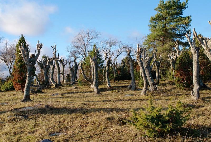 Hemlandet Översyn av anläggningar har utförts, liksom strandstädning och skötsel av rastplatser. Slåtter av odlingsmarken och ängarna företogs enligt särskilt program.