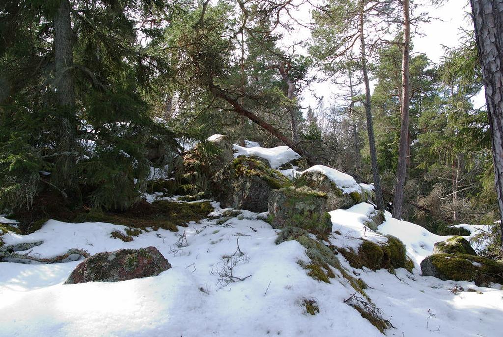 karaktäriseras som naturskog.