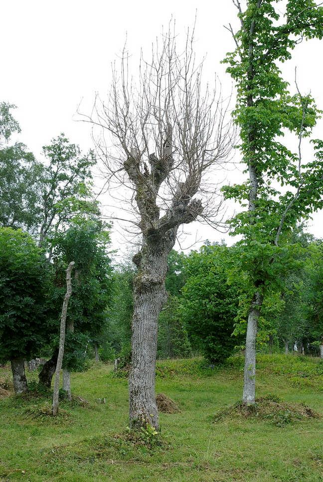 Illavarslande tecken : Askskottssjuka,