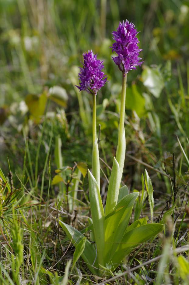 Gott tecken 3: En ny orkidéart för Åland: Johannesnycklar (Orchis militaris) växande på vägområde på Vårdö. På ca. 10 år har Ålands enda bestånd av arten ökat från en individ till 100.
