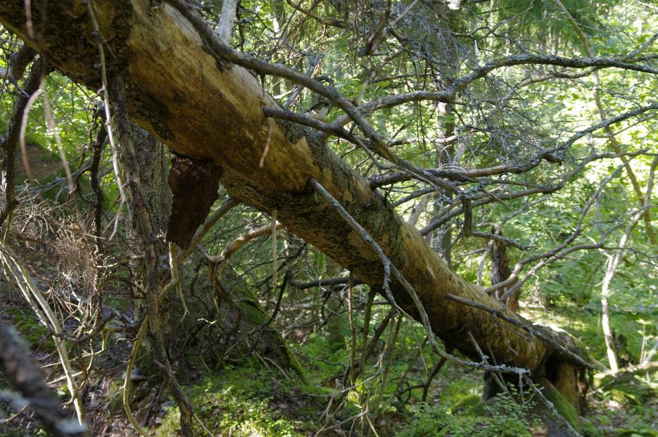 Geta: Höckböleholmen Slåtter av naturstigen och vassen söder om Lastarudden utfördes under sommaren.