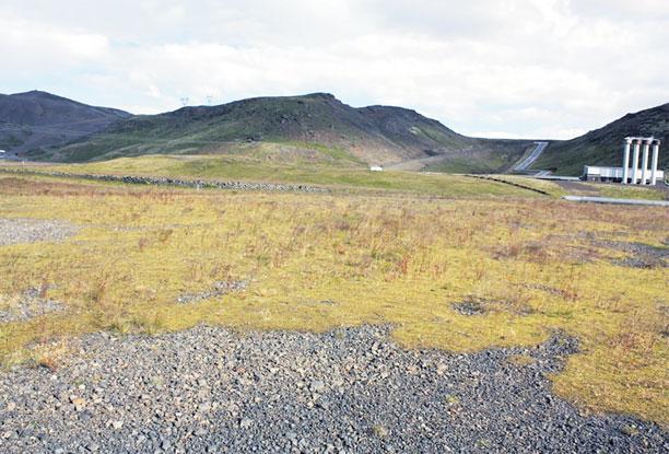 Dæmi um plöntutegundir sem fluttust með slægjunni voru kornsúra, vallhæra, vegarfi, ljónslappi, hvítmaðra, blávingull og ýmsar aðrar grastegundir og mosategundir.