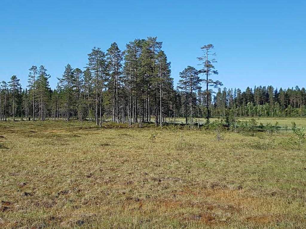 Fågelinventering Tandö-Lyrberget