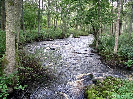 Emån, Strömmahult 24-8-31 Bedömning enligt Naturvårdsverkets bedömningsgrunder Parameter Värde Värdet är: Avvikelsen är: Antal arter 3 högt ingen el. obet. Tot.