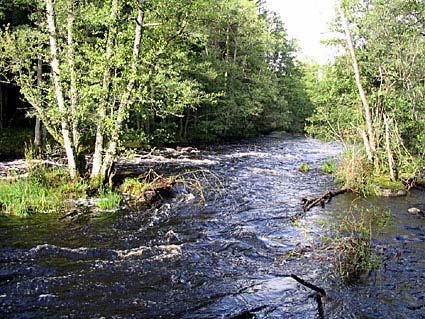 Emån, Nedstr. Sjunnen 24-8-31 Bedömning enligt Naturvårdsverkets bedömningsgrunder Det utförda fisket var kvalitativt, Naturvårdsverkets bedömningsgrunder är därmed ej tillämpningsbara.