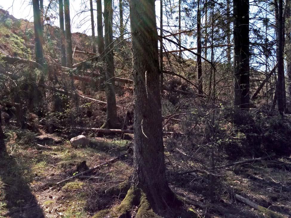 Den hålväg som tidigare iakttagits och registrerats nordöst om bergtäkten kunde vid inventeringstillfället ej återfinnas.