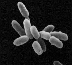 Autotrofa bakterier skapar biomassa genom att fixera CO 2. Heterotrofa bakterier oxiderar organiska föreningar.