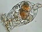 Encelliga djur: Flagellater - storleken på dem är mellan 5-10 (konstigt u, micro). De kan orsaka flagellatblomning, de högre djuren har dött p.g.a. en så kallad toxisk chock (giftiga ämnen, för hög temperatur eller för lågt/högt ph i vattnet).