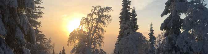 Jag älskar att köra skoter i Frostviken tack vare den stora variationen med allt från granskog till fjällbjörksskog, raviner och kalfjäll.