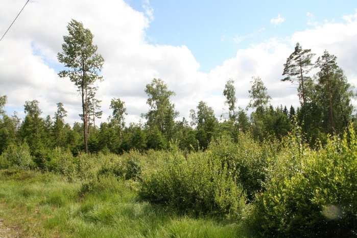 Ljungby Loshult 1:52 Natur/kultur Inga nyckelbiotoper eller område med natur/kulturhänsyn. (källa: Skogsstyrelsen, Skogens pärlor).